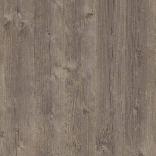 1772 – MAREMMA PINE
